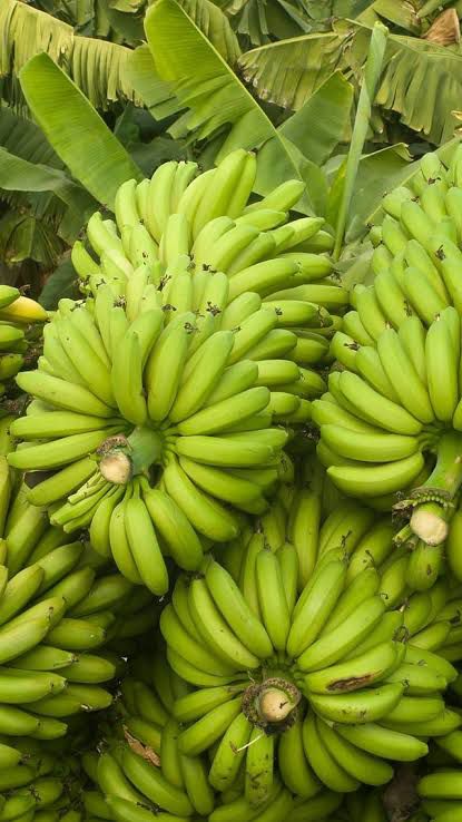Banana Grading & Sorting Bay
