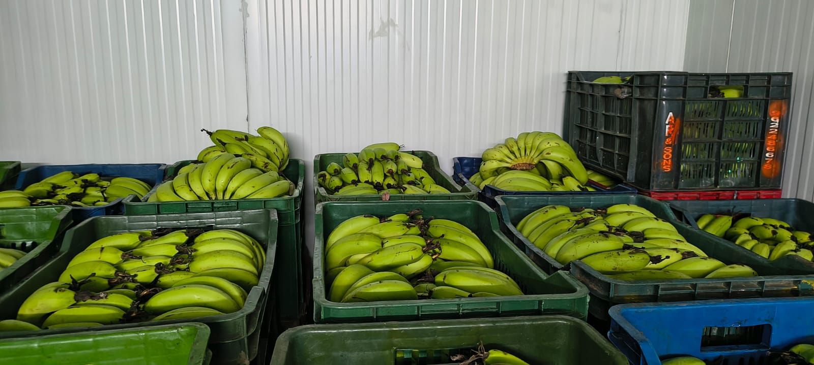 Ethylene Ripening Chamber