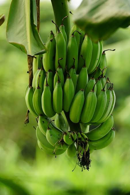 Farm-Fresh Banana Harvesting
