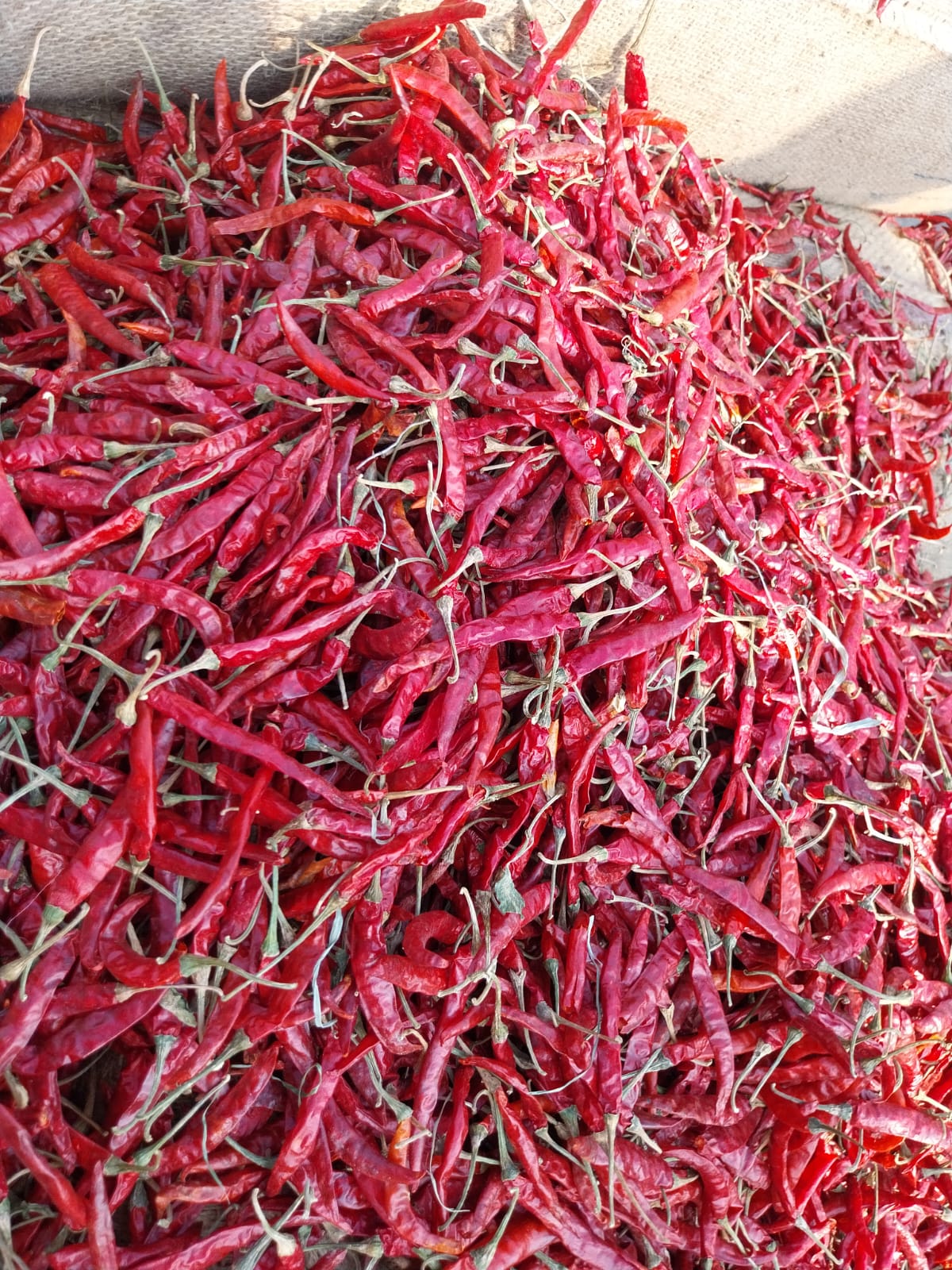 Farm-Fresh Sun-Dried Red Chilli