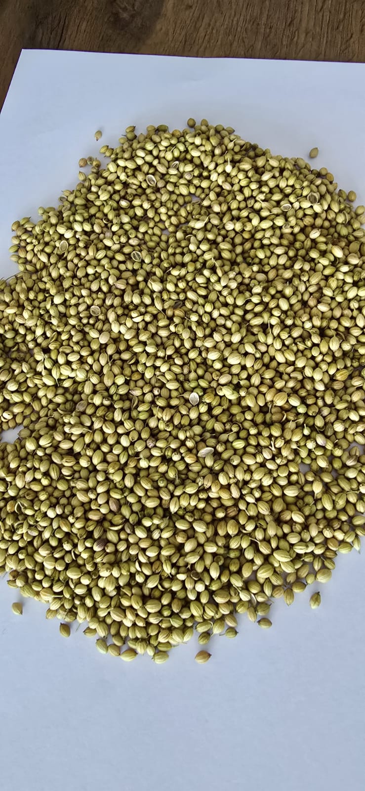 Whole Coriander Seeds (Dhane)